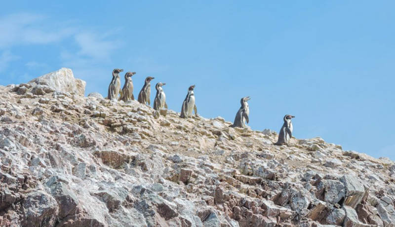 Pinguins das Ilhas Ballestas no Peru